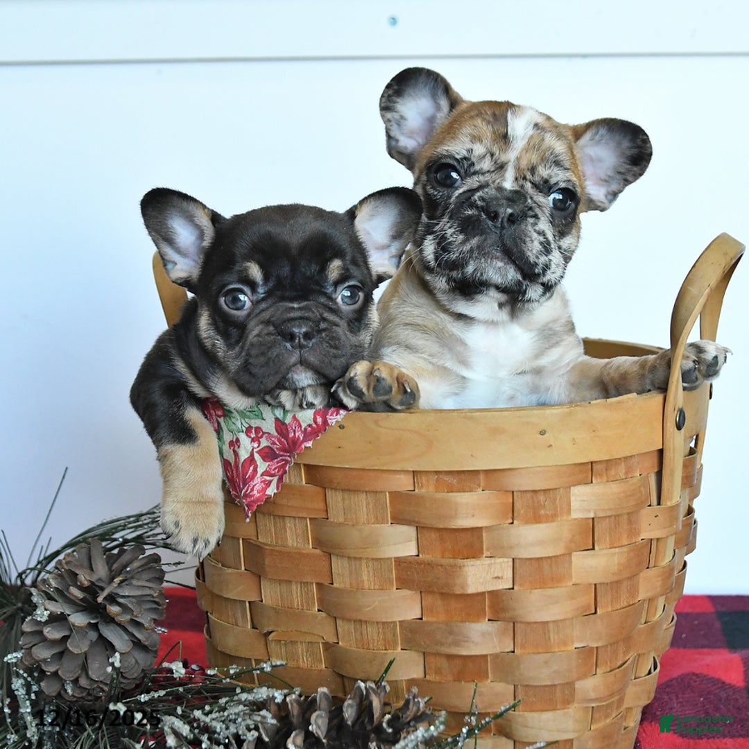 Mixed Breed dogs for sale: Dahlia - Ad 3