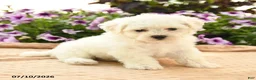 Bichon Frise dogs for sale: Bernadette - Ad 2
