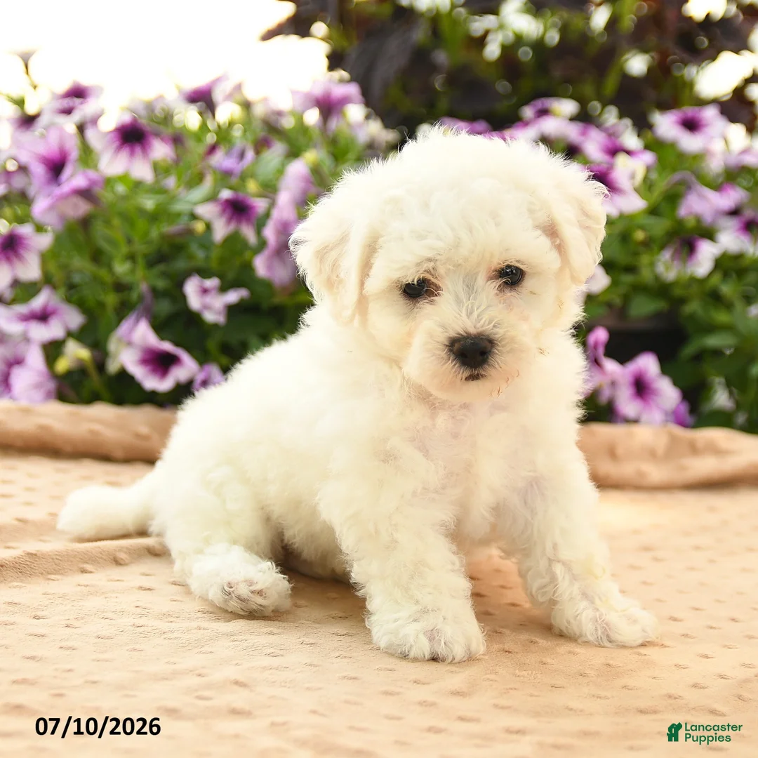 Bichon Frise dogs for sale: Bernadette - Ad 2