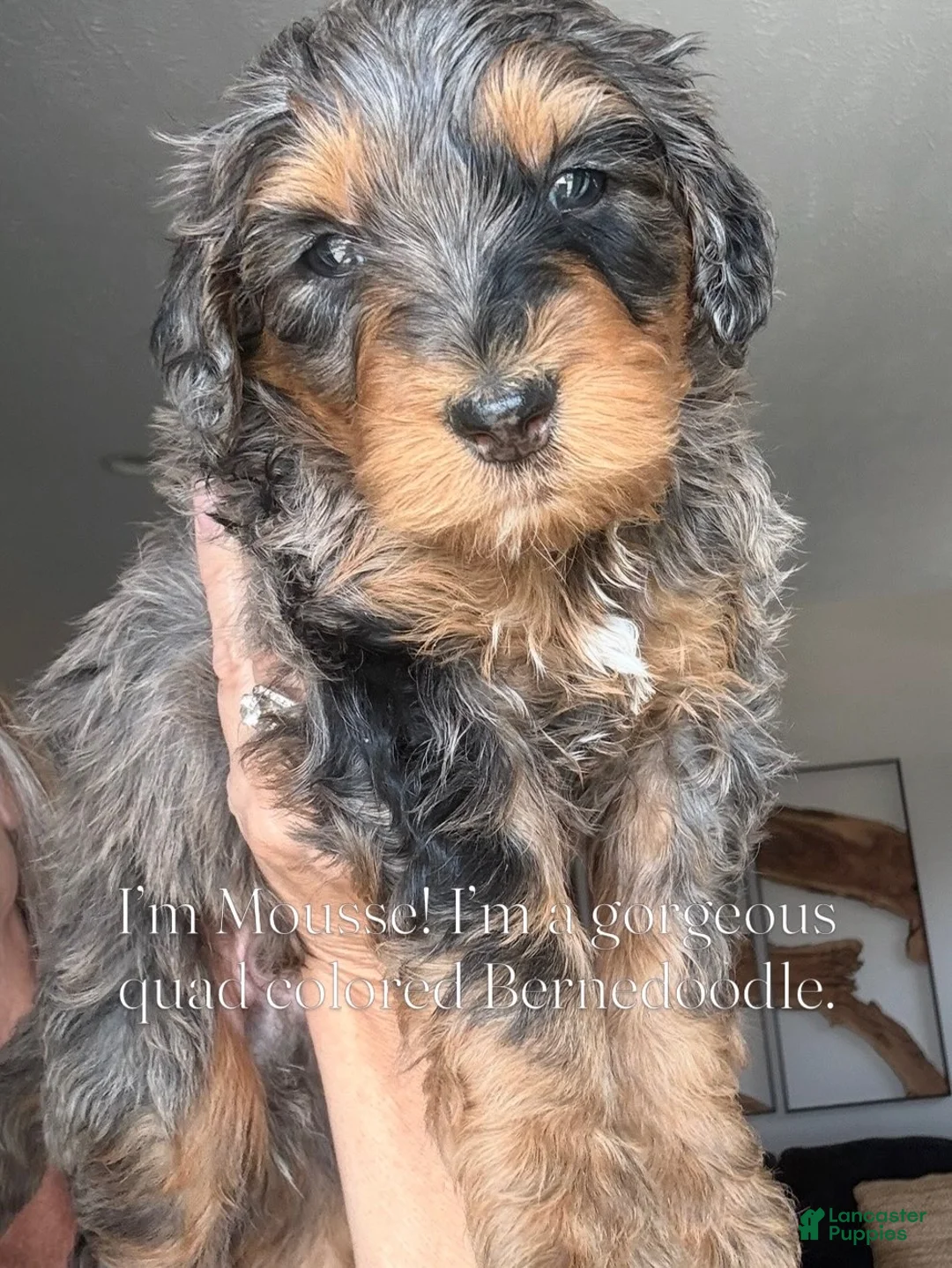 Bernedoodle dogs for sale: Mousse - Ad 2