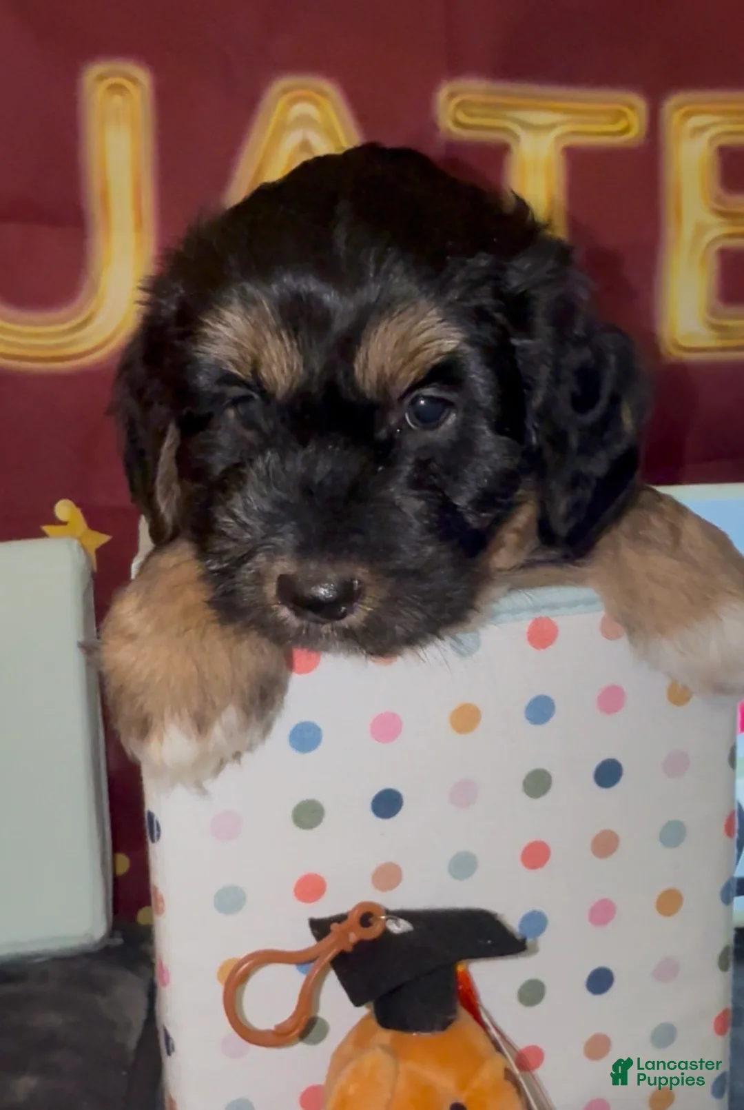 Mixed Breed dogs for sale: Bassetoddle boy  - Ad 2
