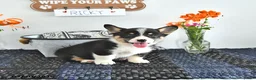 Welsh Corgi Pembroke dogs for sale: Ricky  - Ad 3