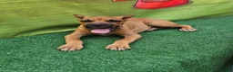Cane Corso dogs for sale: ACE - Ad 3