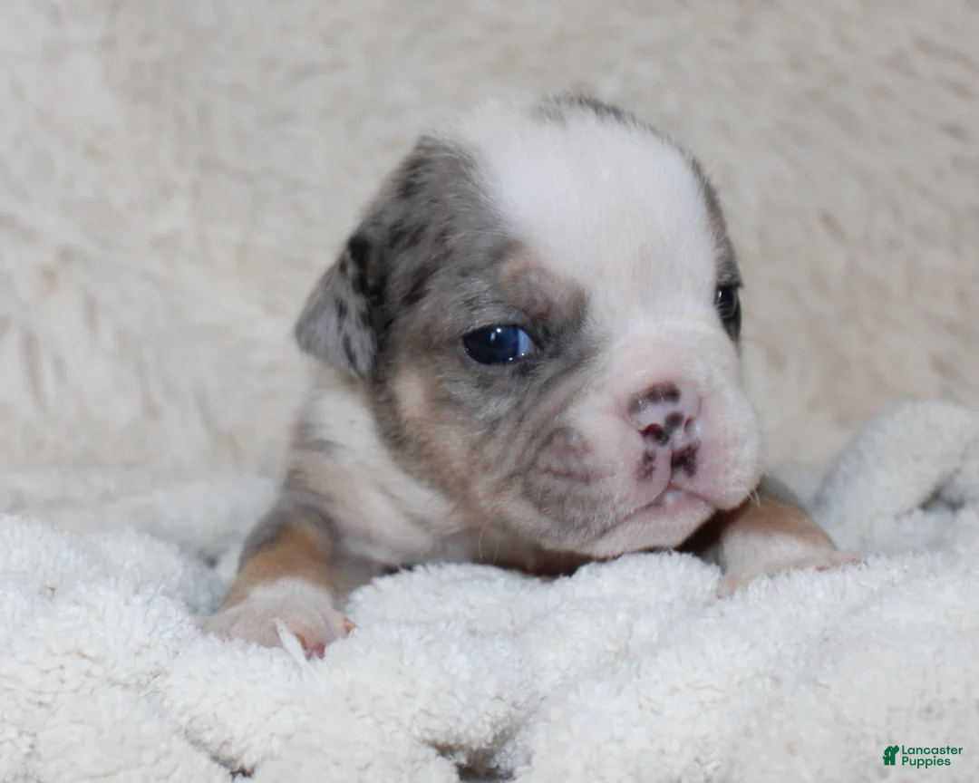 English Bulldog dogs for sale: Nora - Ad 2