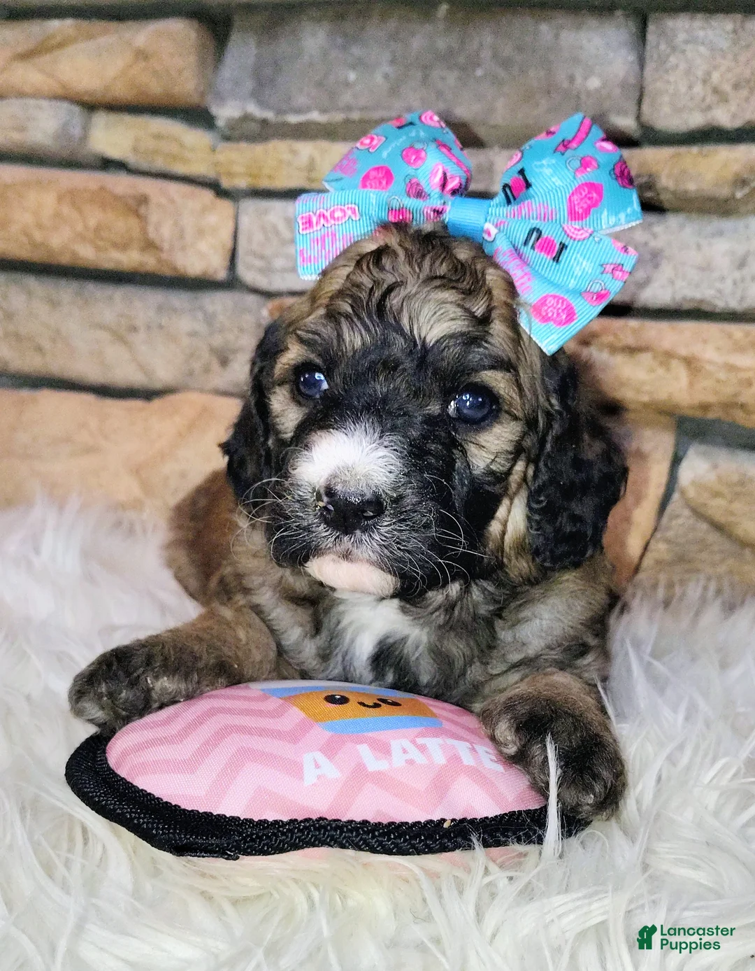 Saint Berdoodles dogs for sale: Goldberry- F1b Saint Berdoodle - Ad 1