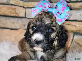 Saint Berdoodles dogs Goldberry- F1b Saint Berdoodle - Ad 10