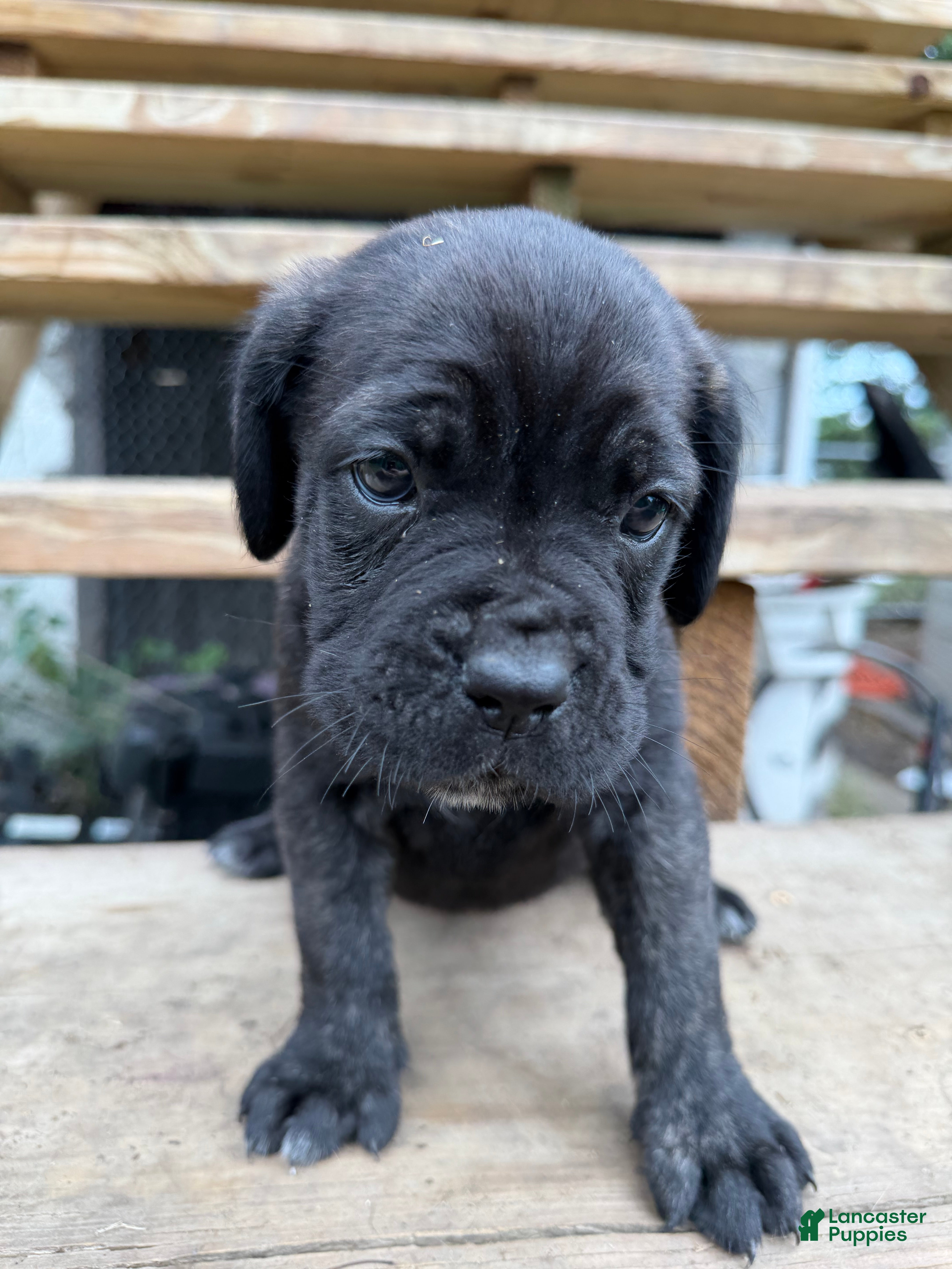 Cane Corso dogs Girl 4 - Ad 2