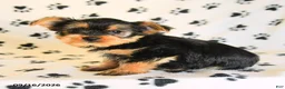 Yorkshire Terrier dogs for sale: Jonah - Ad 4
