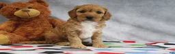 Mini Goldendoodle dogs for sale: Adora - Ad 3