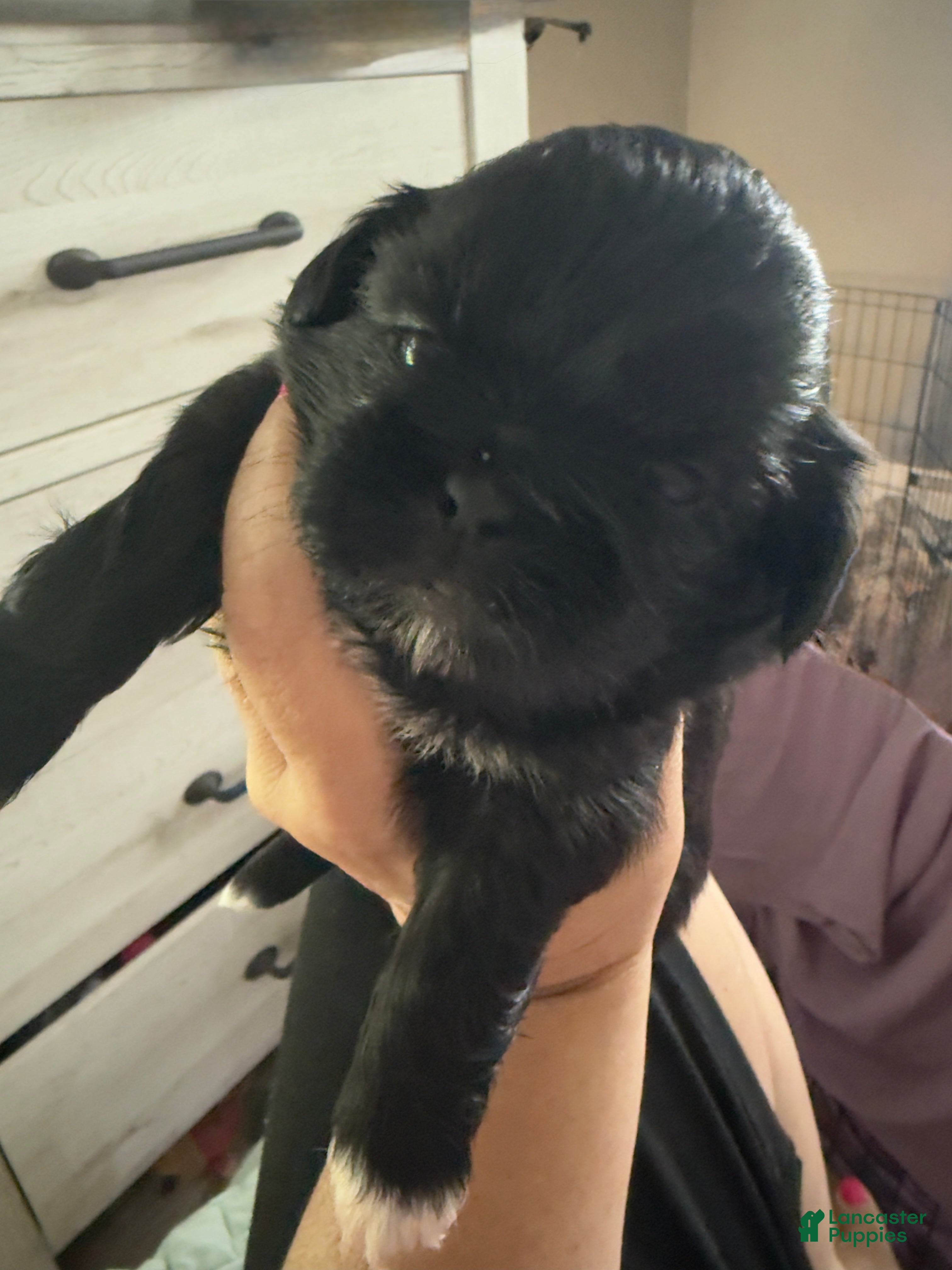 Shih Tzu dogs Shih Tzu 3 - Ad 19