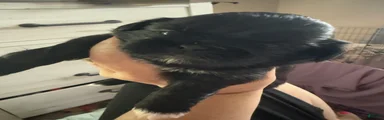 Shih Tzu 3