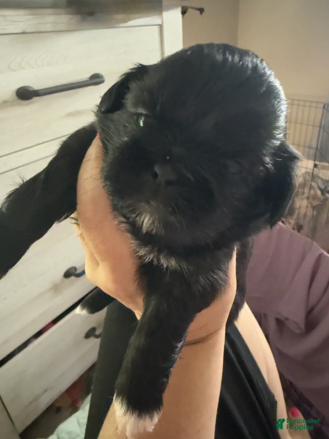 Shih Tzu dogs for sale: Shih Tzu 3 - Ad 1