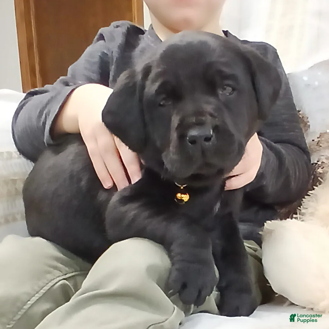 Labrador Retriever dogs for sale: FERN - Ad 2