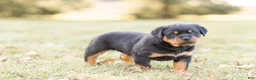 Rottweiler dogs for sale: Rottweiler Puppy 2 - Ad 1