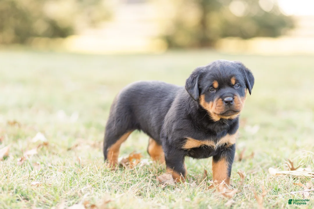 Rottweiler dogs for sale: Rottweiler Puppy 2 - Ad 1