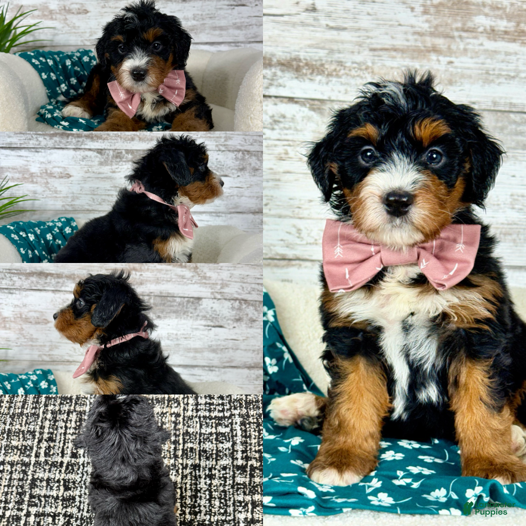 Mini Bernedoodle dogs 🌹Rosie - Ad 1