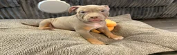 American Bully dogs for sale: American Bully Puppy 5 - Ad 3