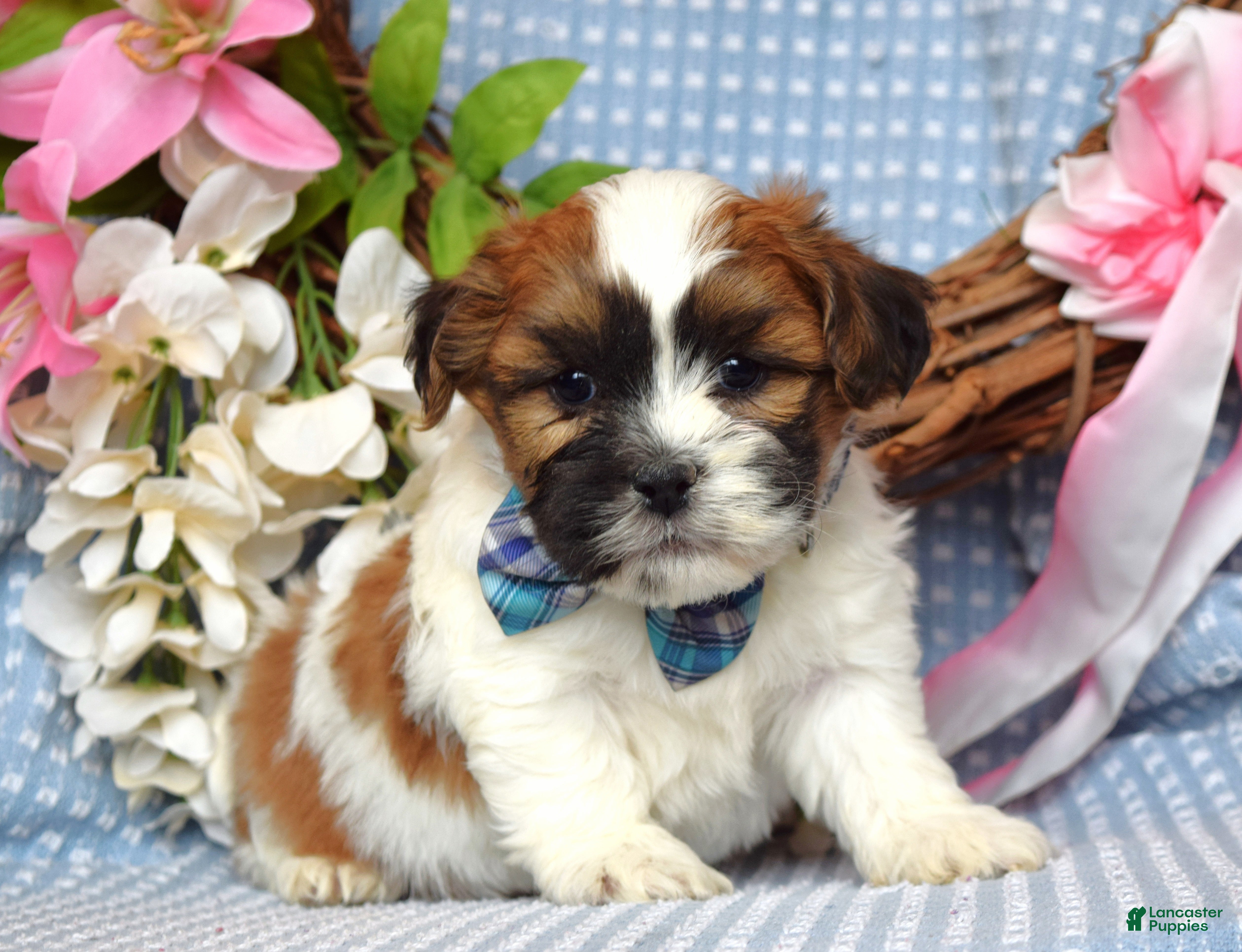 Teddy Bear dogs Tyler  - Ad 1