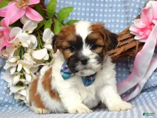 Teddy Bear dogs for sale: Tyler - Ad 1