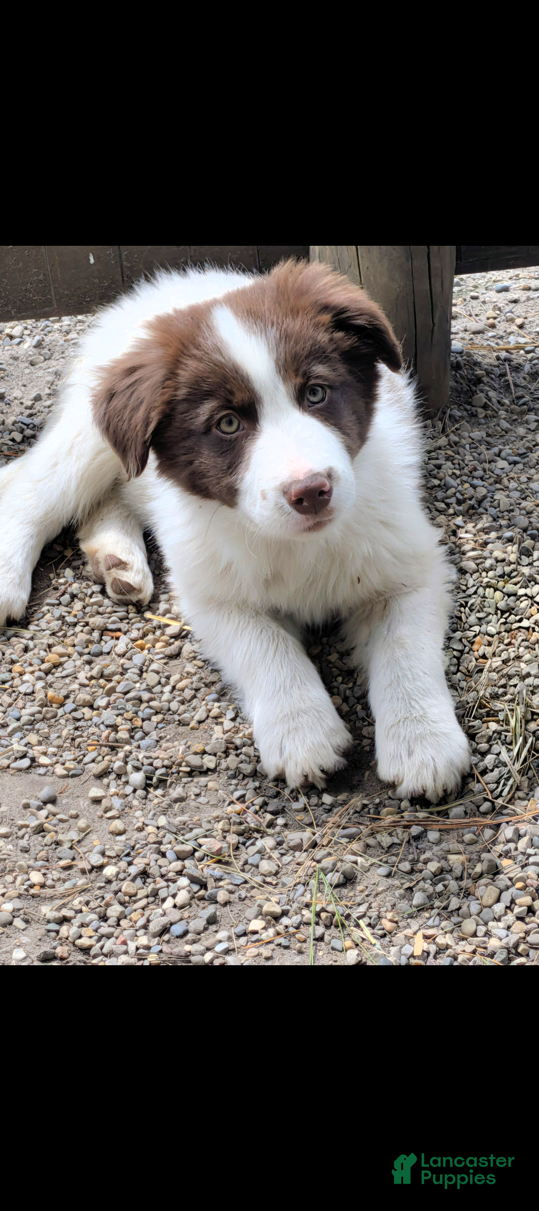 Border Collie dogs Border Collie Puppy 1 - Ad 30