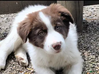 Border Collie dogs Border Collie Puppy 1 - Ad 13