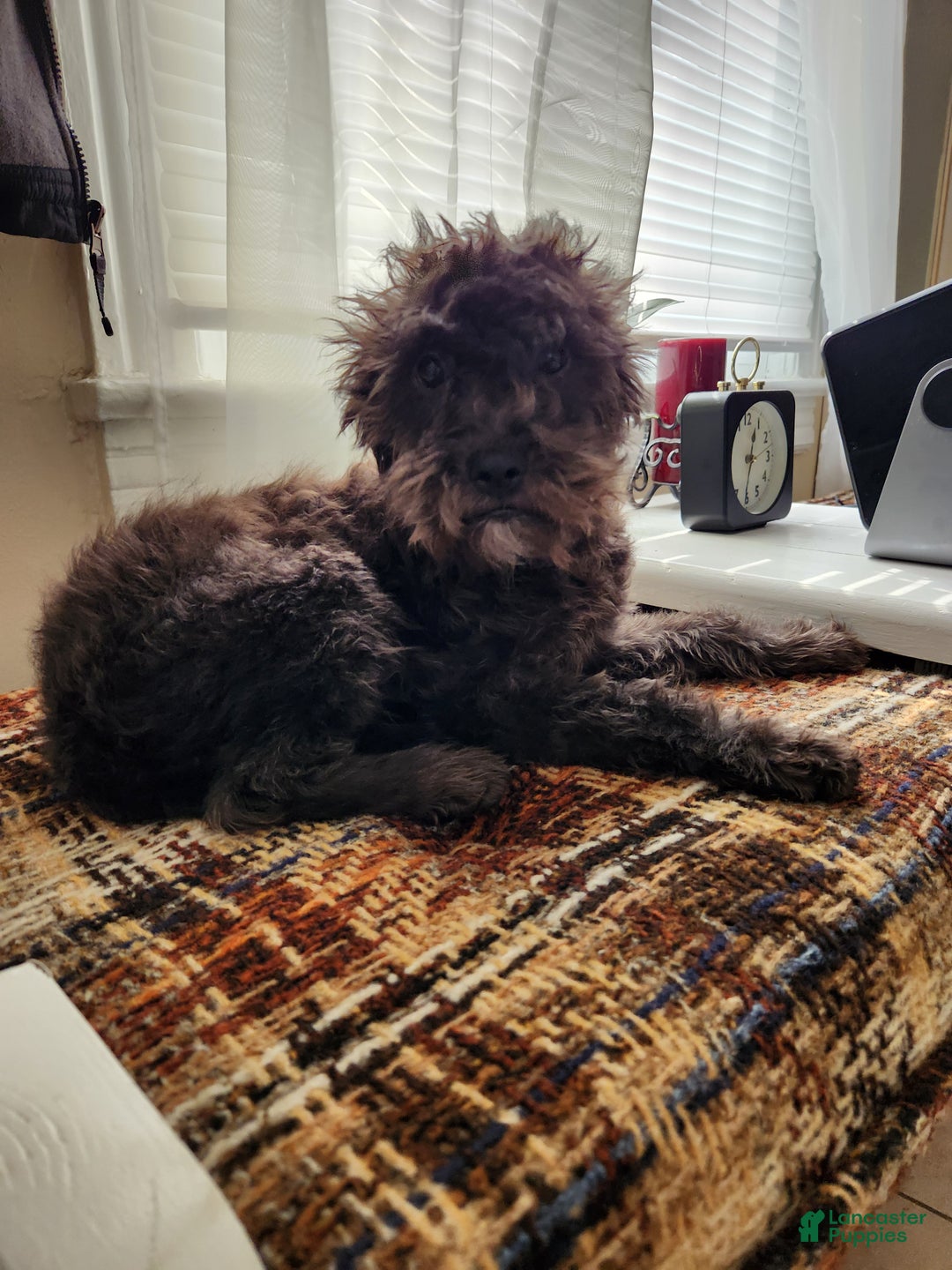 Mixed Breed dogs for sale: Fluffy  - Ad 3