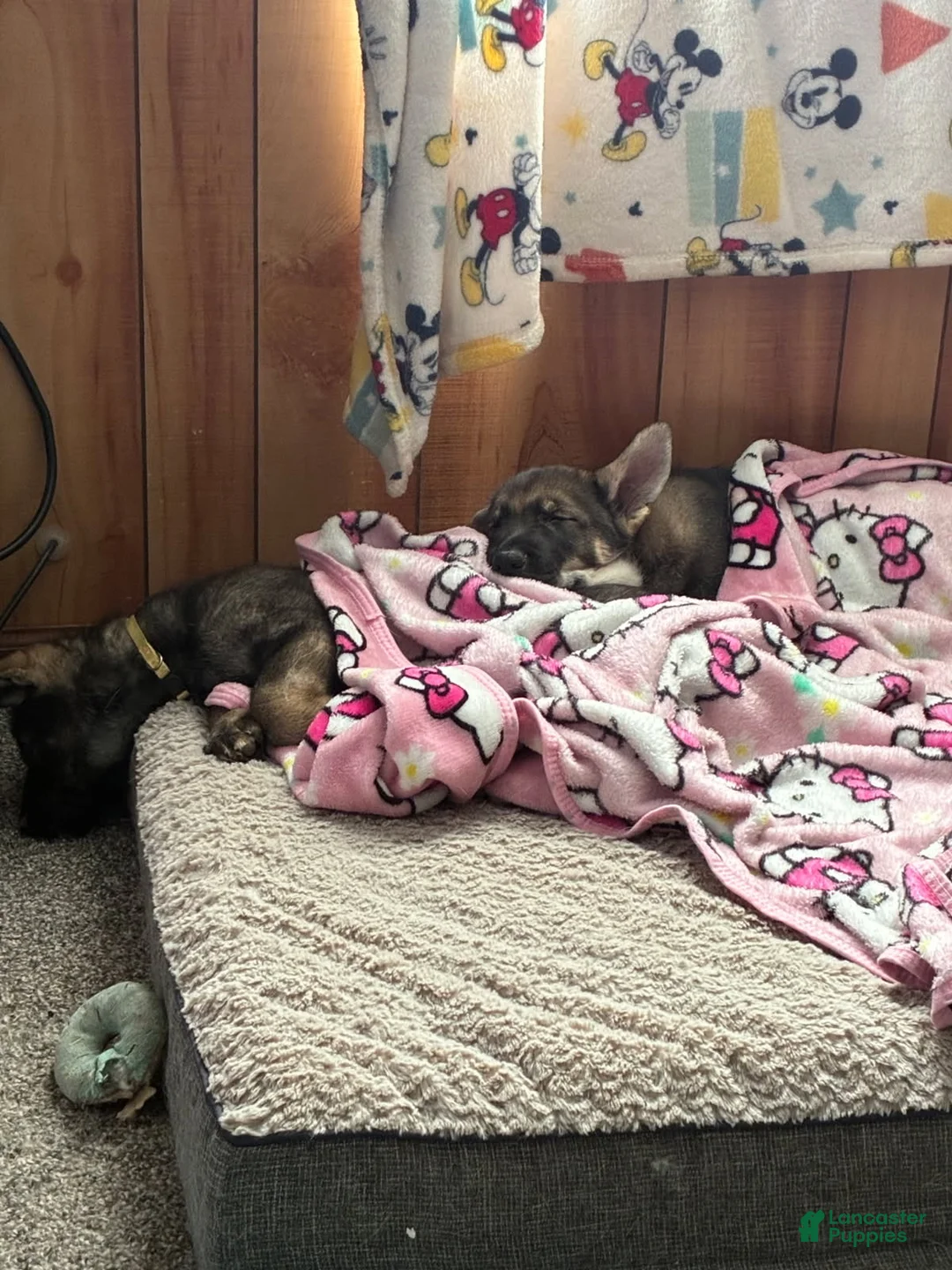 Gerberian Shepsky dogs for sale: Gerberian Shepsky Puppy 1 - Ad 5