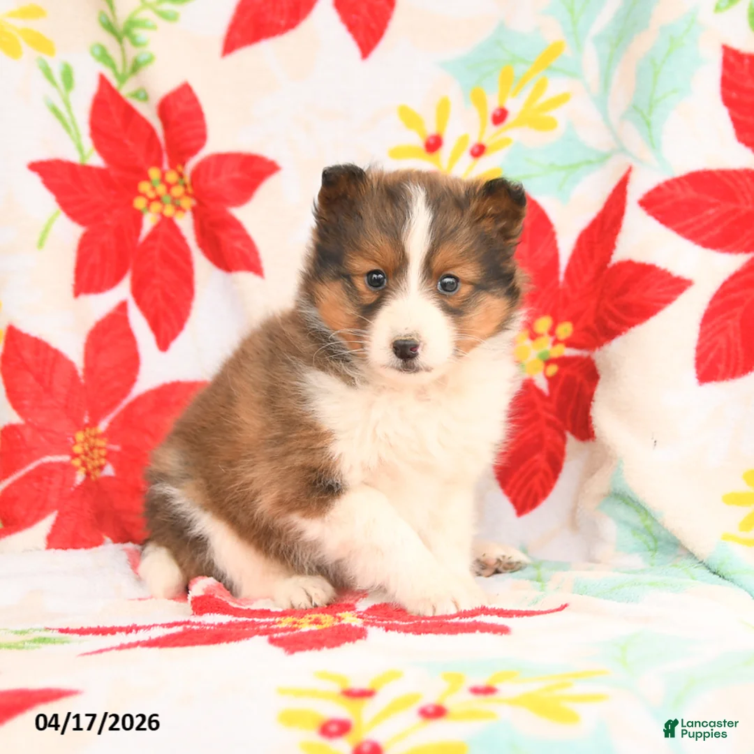 Shetland Sheepdog dogs for sale: Leo - Ad 2