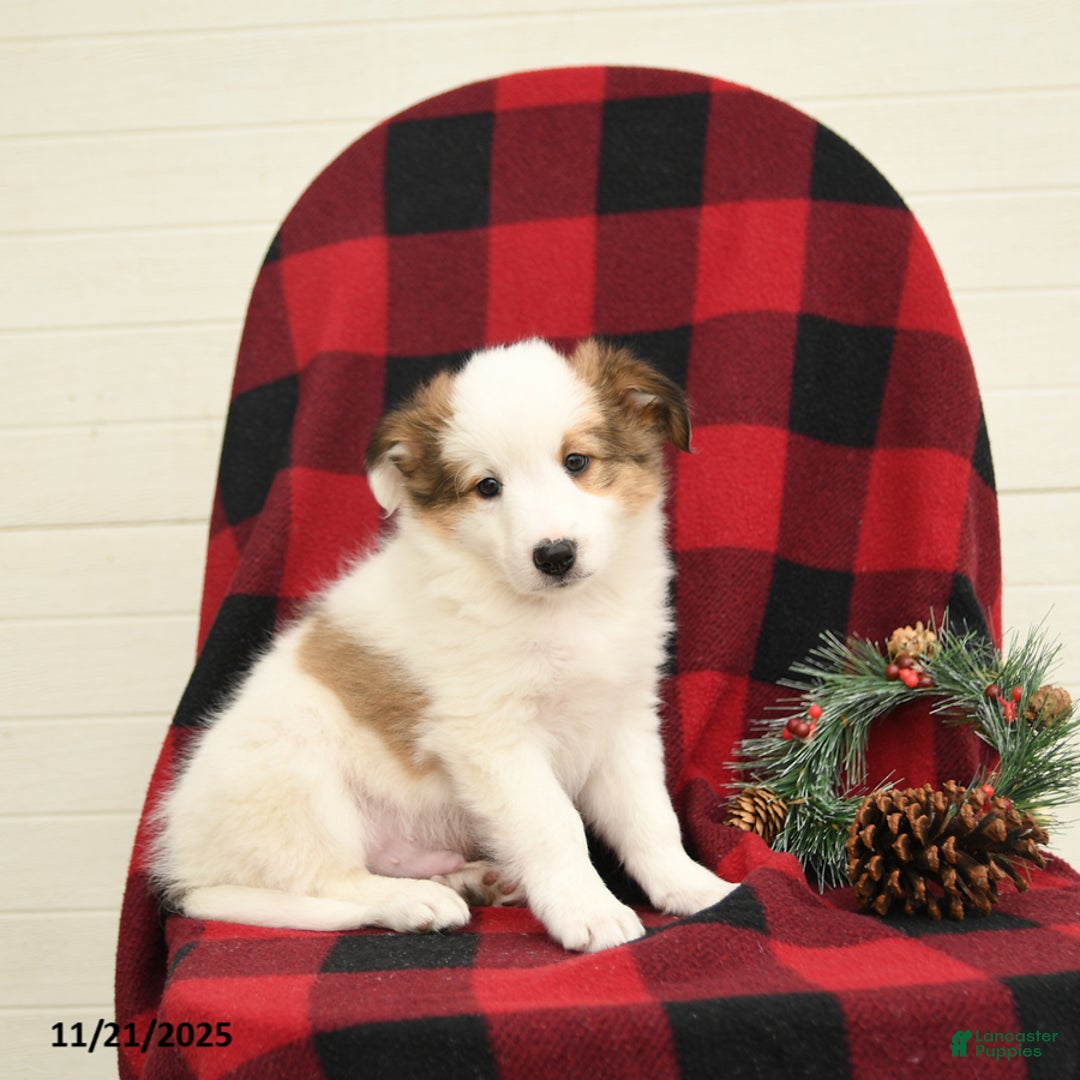 Mixed Breed dogs for sale: Palomino - Ad 1