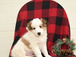 Mixed Breed dogs Palomino - Ad 12