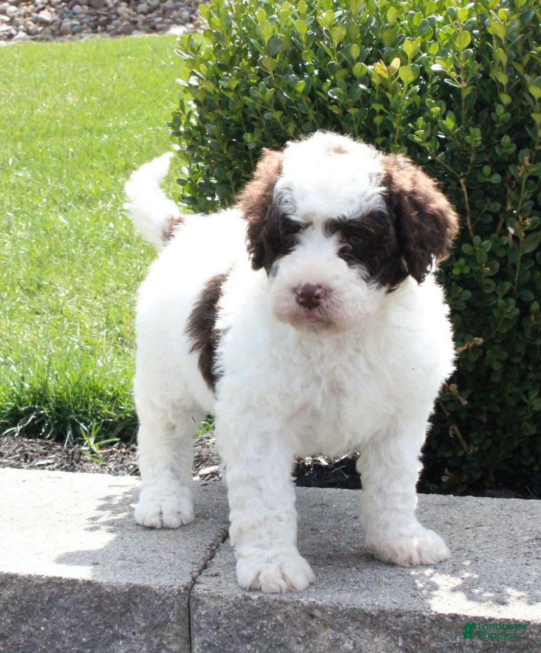 Portuguese Water Dog dogs Flicka - Ad 1