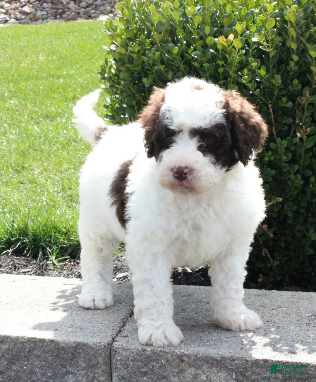 Portuguese Water Dog dogs for sale: Flicka - Ad 1