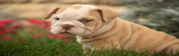English Bulldog dogs for sale: Tonya English Bulldog  - Ad 4