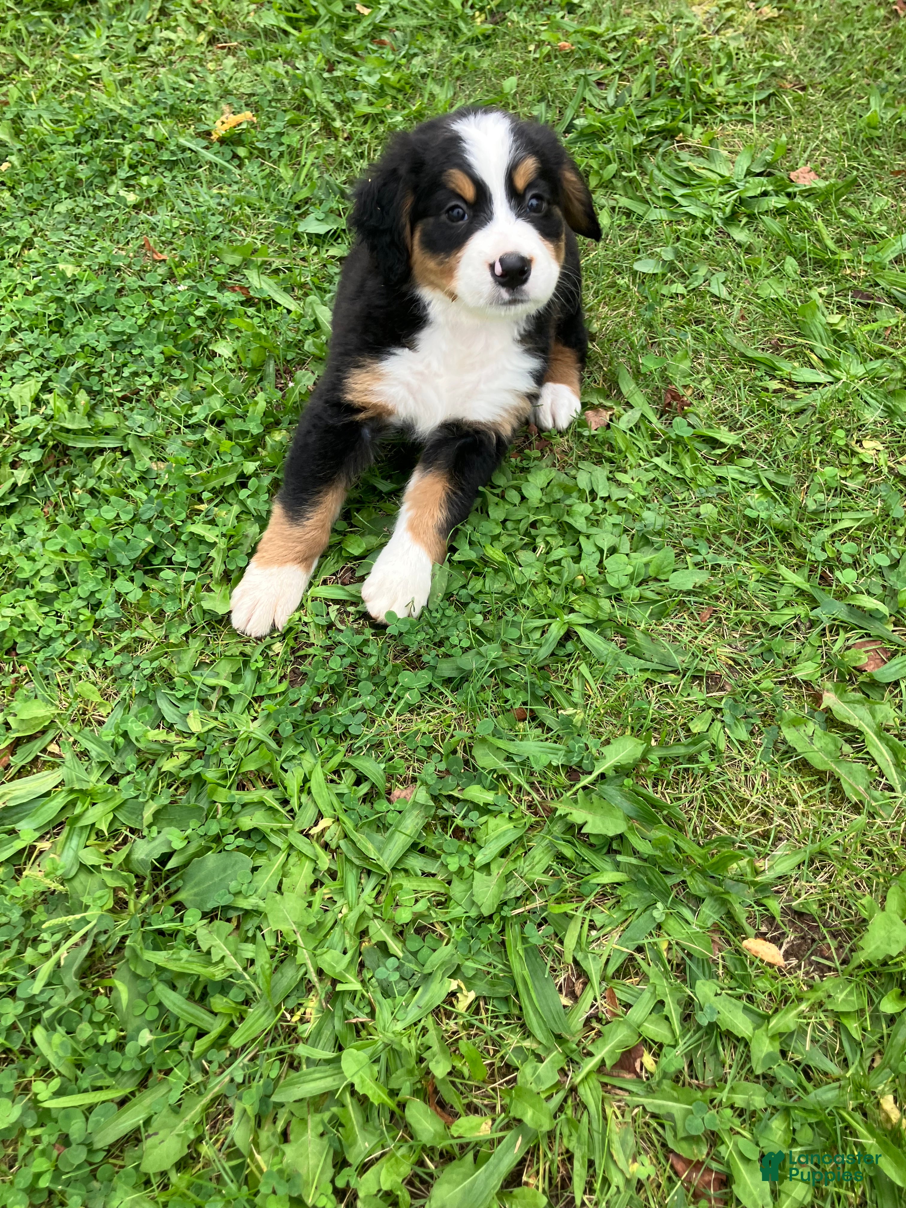Bernese Mountain Dog dogs for sale: Akc Melinda - Ad 4