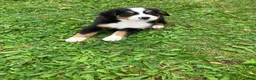 Bernese Mountain Dog dogs for sale: Akc Melinda - Ad 1