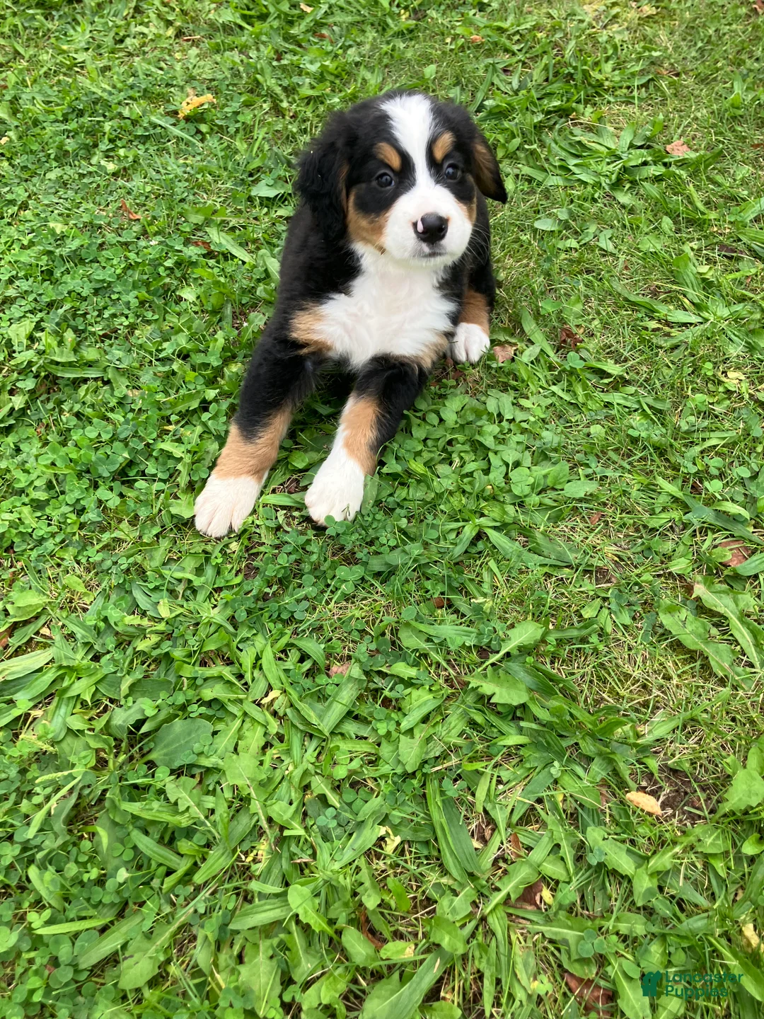 Bernese Mountain Dog dogs for sale: Akc Melinda - Ad 1