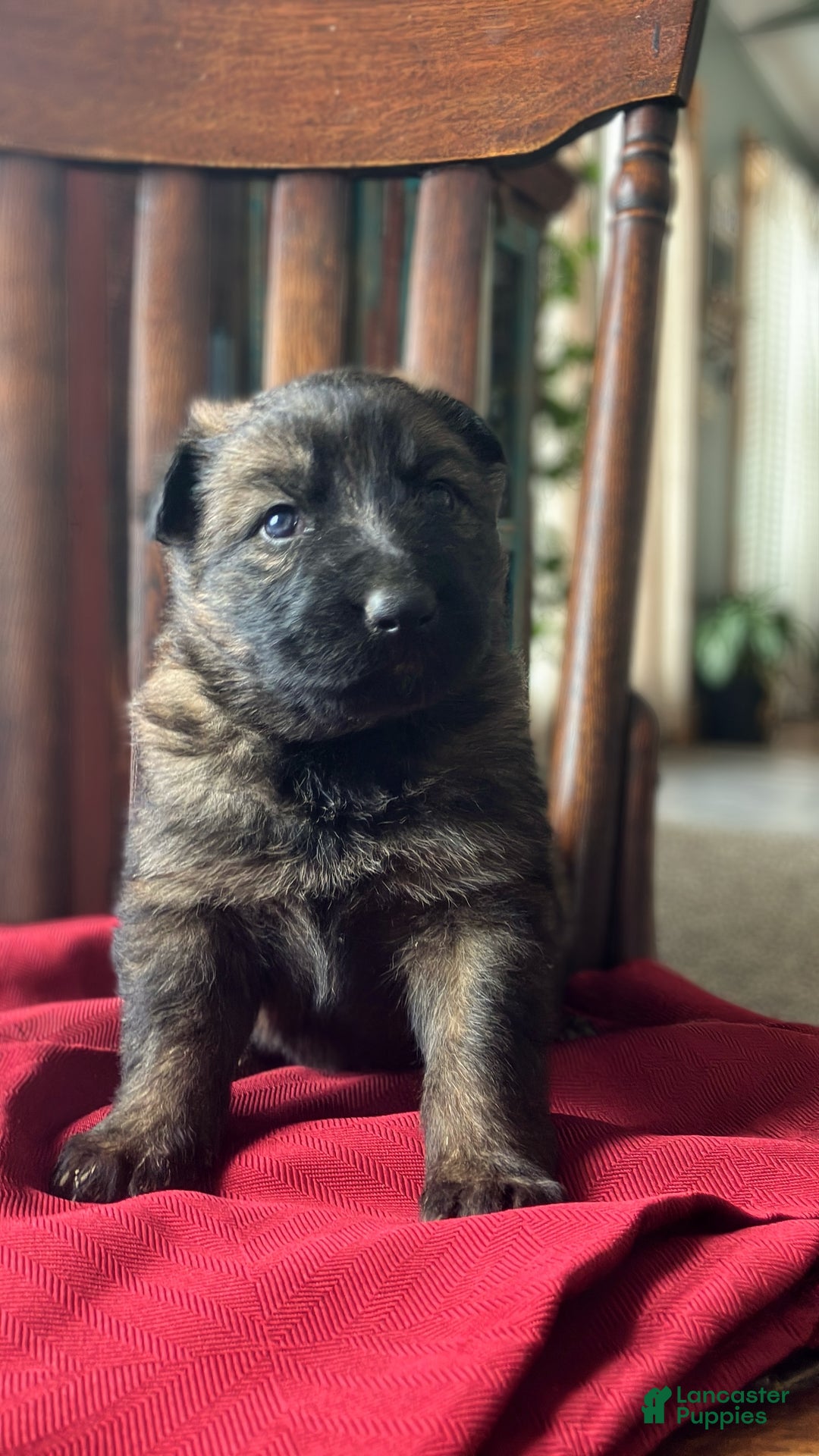 German Shepherd dogs for sale: ♥️KING♥️ - Ad 10