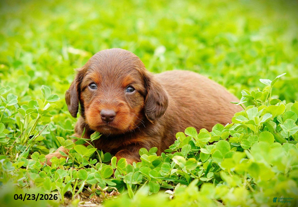 Miniature Dachshund dogs Carly - Ad 2