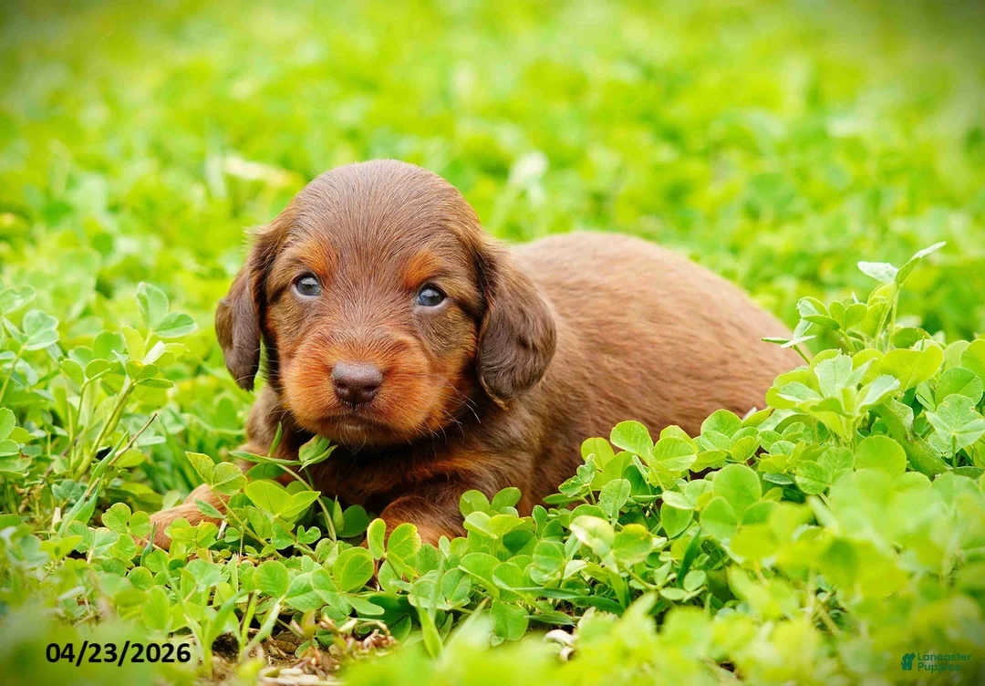 Miniature Dachshund dogs for sale: Carly - Ad 2