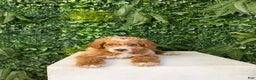 Mini Goldendoodle dogs for sale: Polly - Ad 7