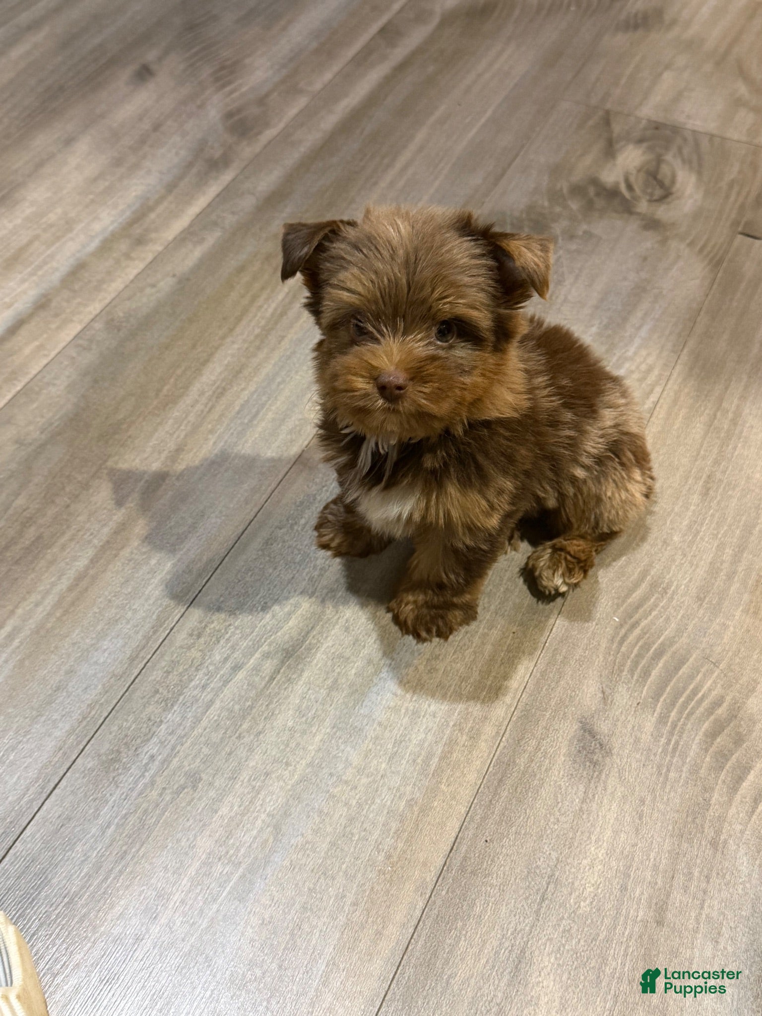 Yorkshire Terrier dogs Yorkshire Terrier 1 - Ad 41