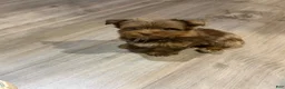 Yorkshire Terrier dogs for sale: Yorkshire Terrier 1 - Ad 1