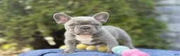 French Bulldog dogs for sale: Bleu - Ad 5