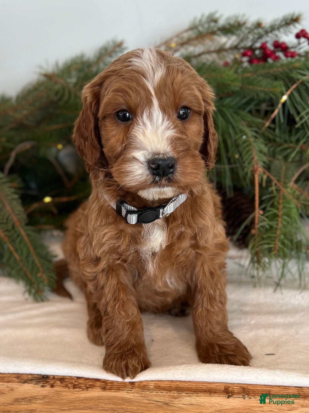 Irish Doodle dogs for sale: Asher - Ad 17