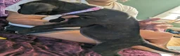 Presa Canario dogs for sale: Presa Canario 12 - Ad 1