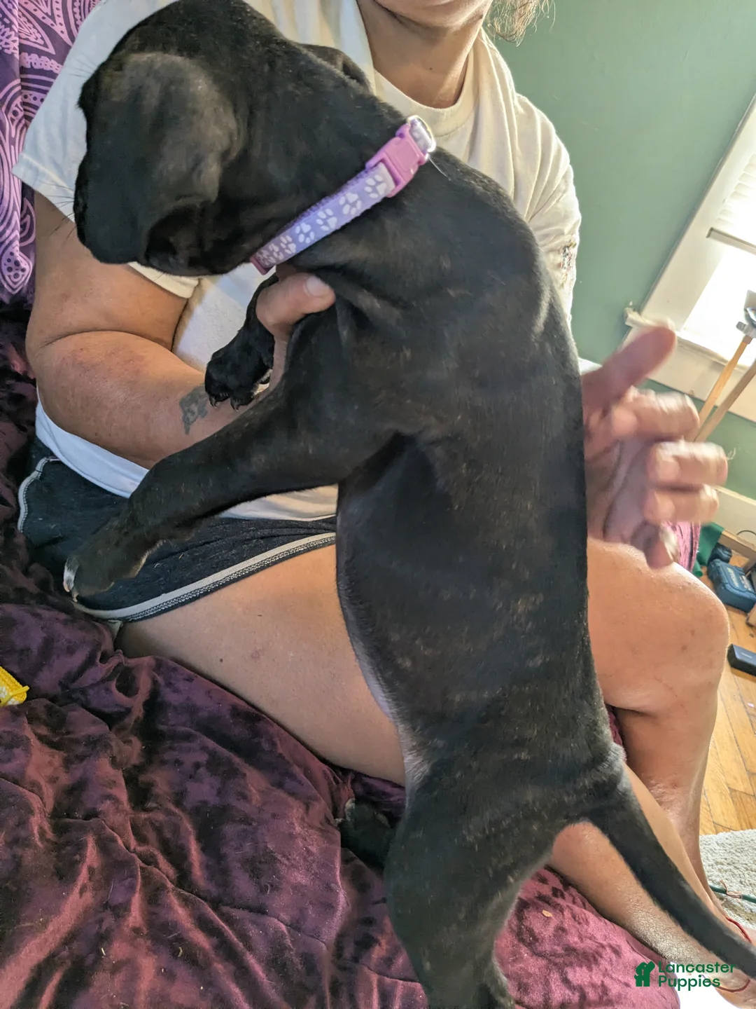 Presa Canario dogs for sale: Presa Canario 12 - Ad 1