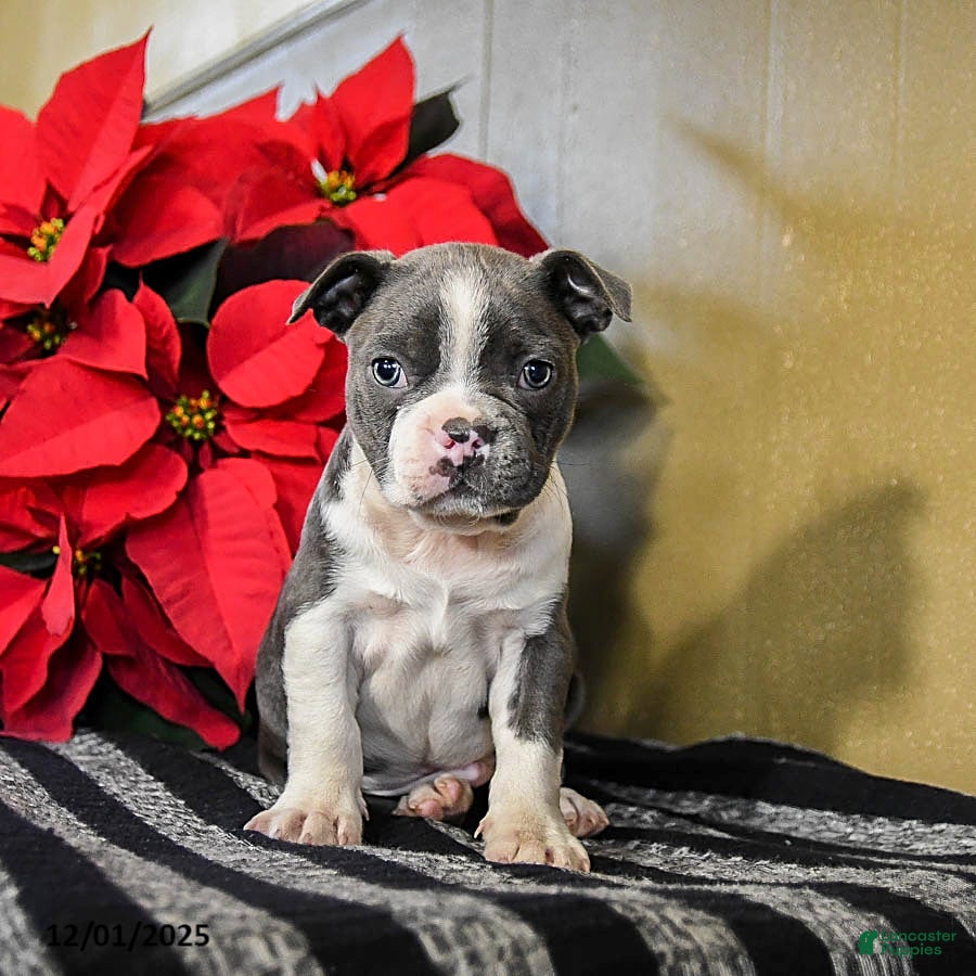 Boston Terrier dogs Diggy - Ad 1