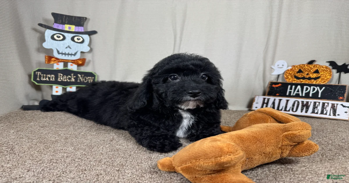 Miniature Poodle Puppies for sale in Missouri | Lancaster Puppies
