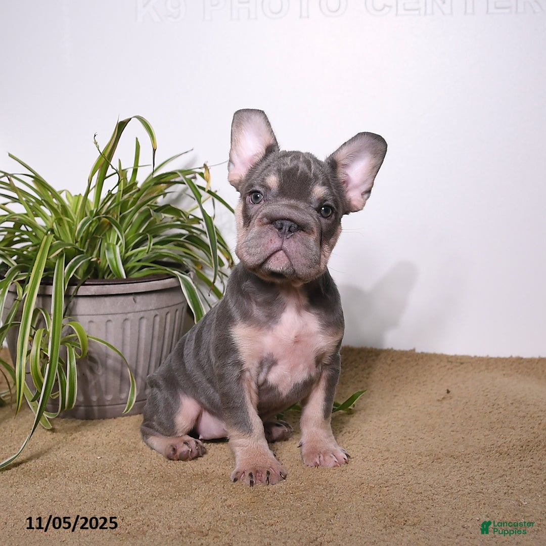 French Bulldog dogs for sale: Paris - Ad 1