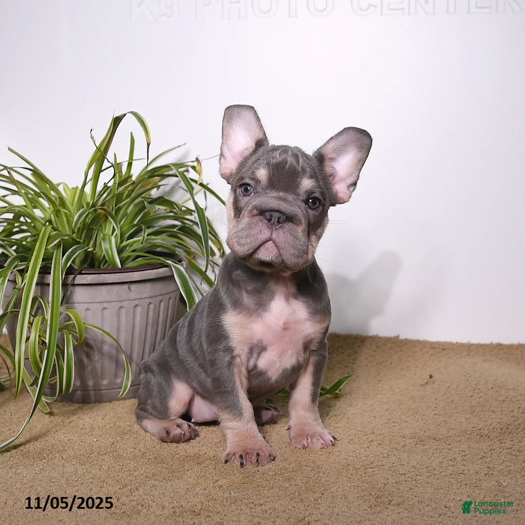 French Bulldog dogs for sale: Paris - Ad 1